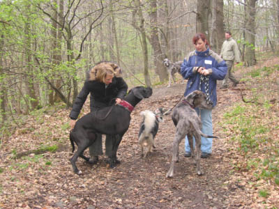 Doggentreffen Wuppertal 037