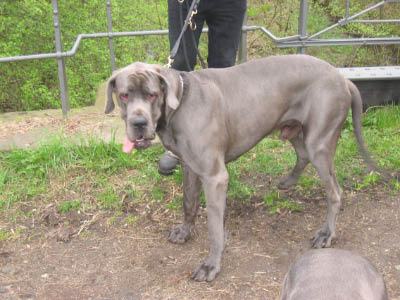 Doggentreffen Wuppertal 043