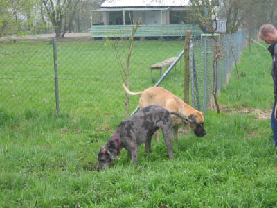 Doggentreffen Wuppertal 051