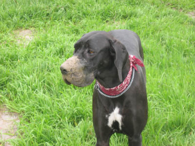 Doggentreffen Wuppertal 053