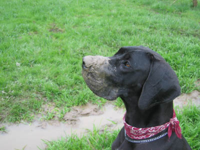 Doggentreffen Wuppertal 056