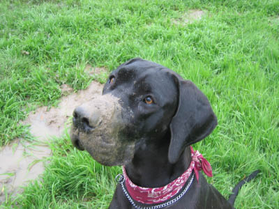 Doggentreffen Wuppertal 057