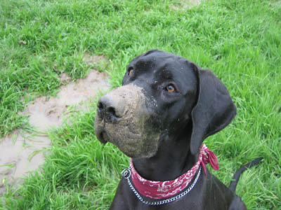 Doggentreffen Wuppertal 059