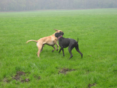 Doggentreffen Wuppertal 063