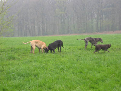 Doggentreffen Wuppertal 064