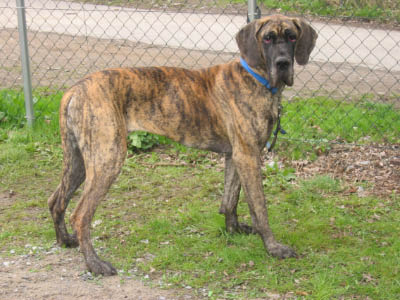 Doggentreffen Wuppertal 065