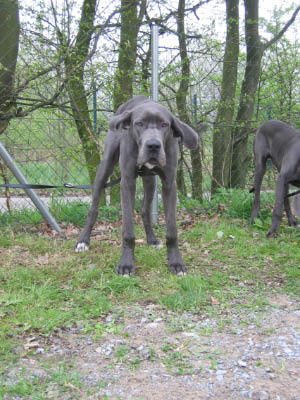 Doggentreffen Wuppertal 067