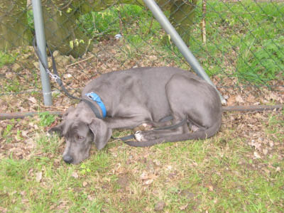 Doggentreffen Wuppertal 068