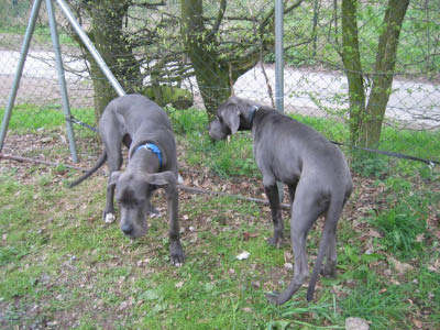 Doggentreffen Wuppertal 070