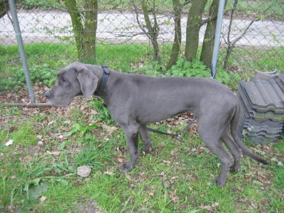 Doggentreffen Wuppertal 071