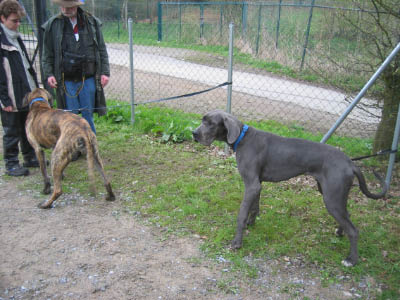 Doggentreffen Wuppertal 072