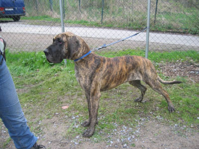 Doggentreffen Wuppertal 077