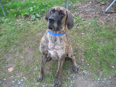 Doggentreffen Wuppertal 078