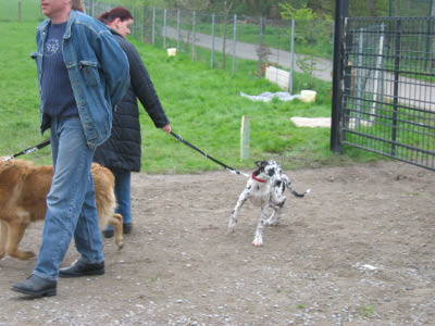 Doggentreffen Wuppertal 081