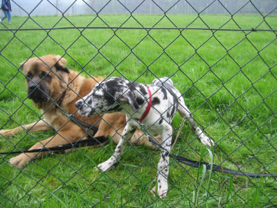 Doggentreffen Wuppertal 085