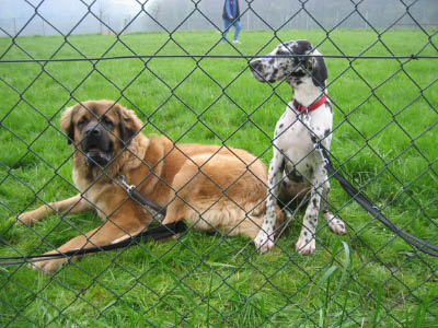 Doggentreffen Wuppertal 086