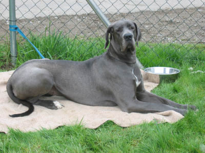 Doggentreffen Wuppertal 090