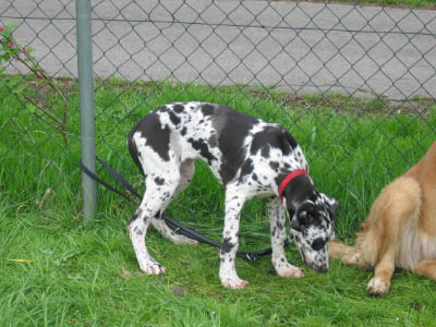 Doggentreffen Wuppertal 092