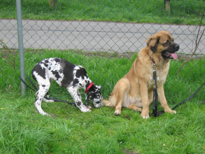 Doggentreffen Wuppertal 093