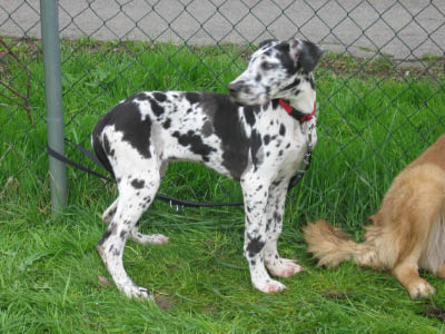 Doggentreffen Wuppertal 094