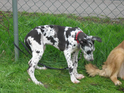 Doggentreffen Wuppertal 095