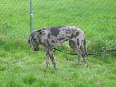 Doggentreffen Wuppertal 099