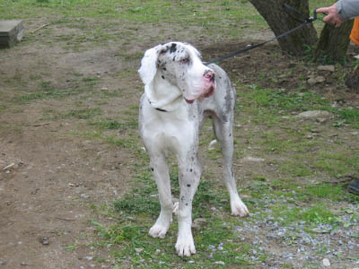 Doggentreffen Wuppertal 164