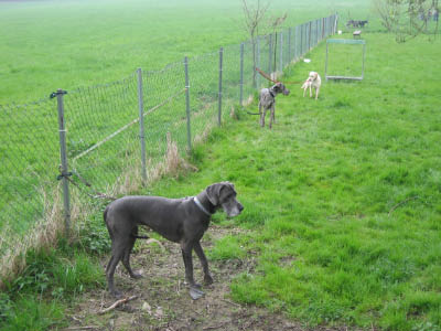 Doggentreffen Wuppertal 174