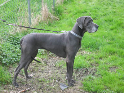 Doggentreffen Wuppertal 177