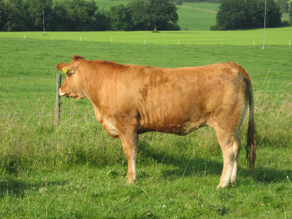 Eifel 001