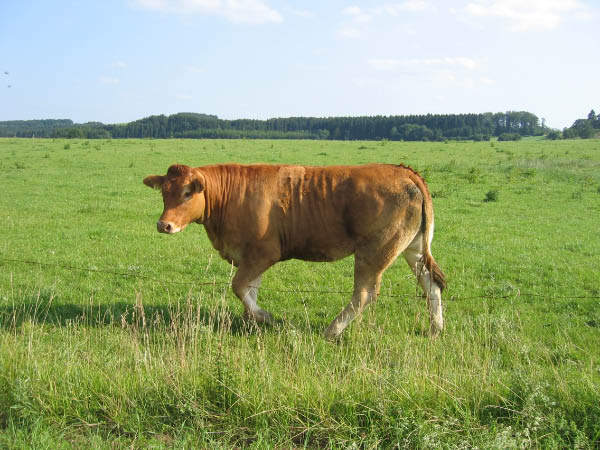 Eifel 006