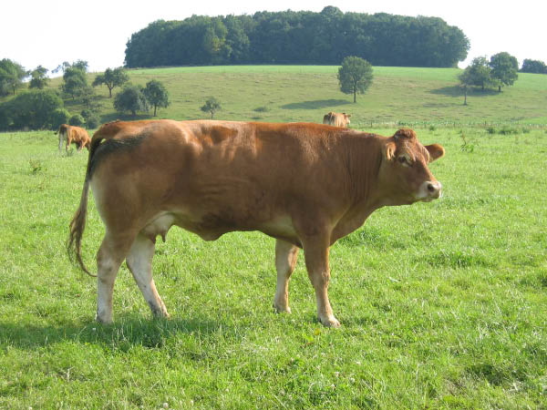 Eifel 143