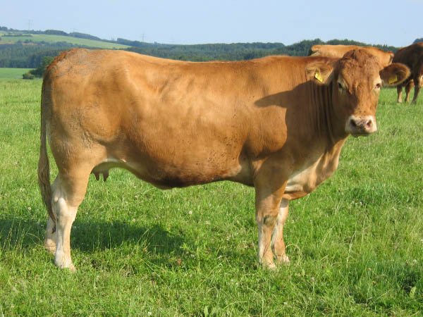 Eifel 154