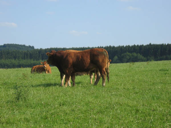 Eifel 155