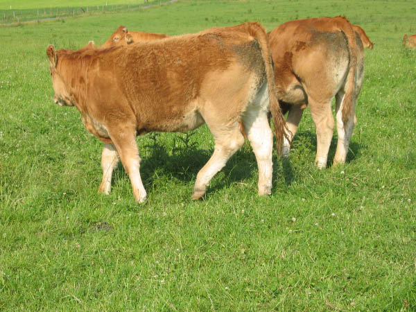 Eifel 157