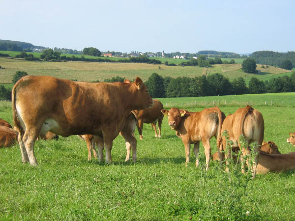 Eifel 166