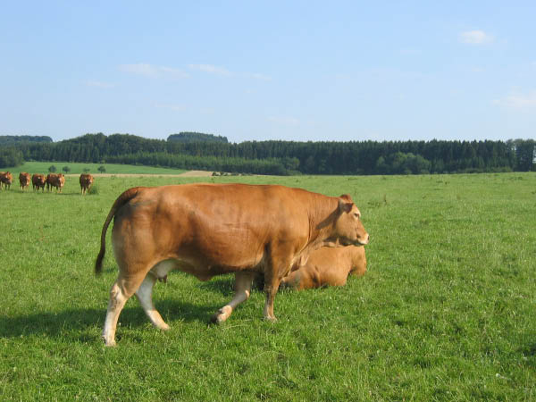 Eifel 167