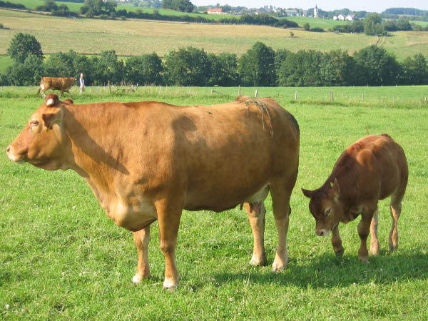 Eifel 177