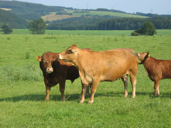 Eifel 179