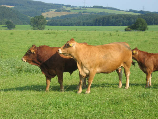 Eifel 180