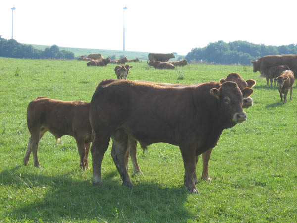 Eifel 181
