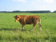 Eifel 006