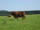 Eifel 155