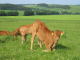 Eifel 164