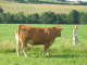 Eifel 182